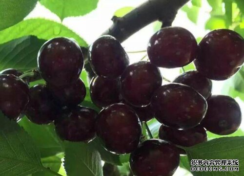 美國(guó)櫻桃2